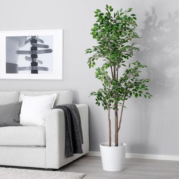 Plants